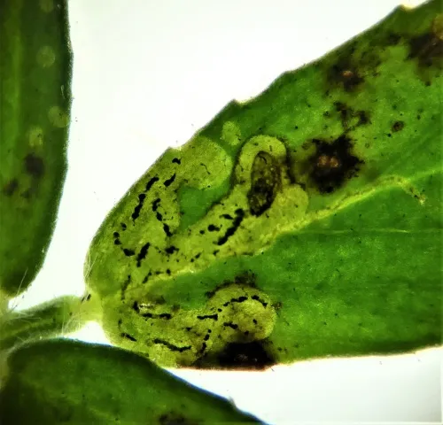 Liriomyza cicerina - photo 4