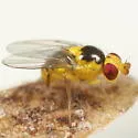Liriomyza commelinae
