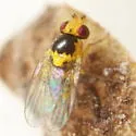 Liriomyza commelinae - photo 2