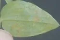Liriomyza commelinae - photo 3