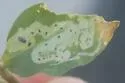 Liriomyza commelinae - photo 4