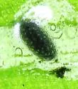 Liriomyza commelinae - photo 5