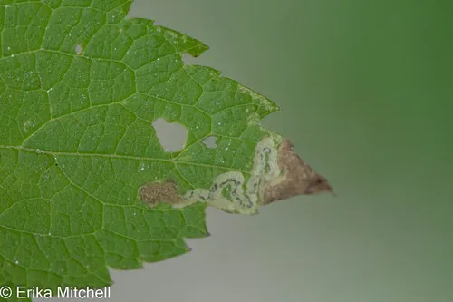 Liriomyza cracentis - photo 2