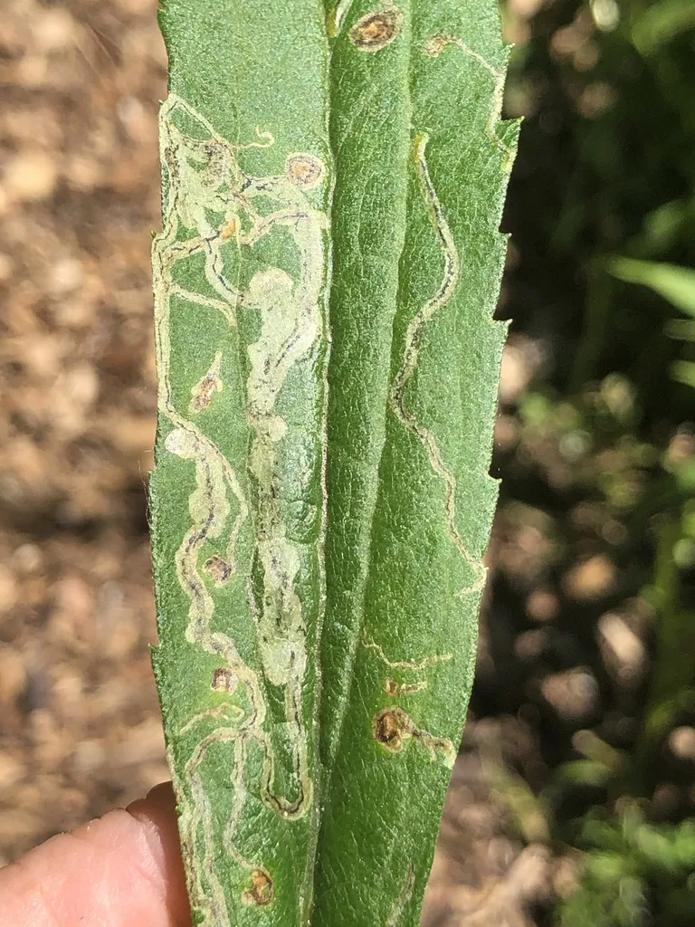Liriomyza eupatorii