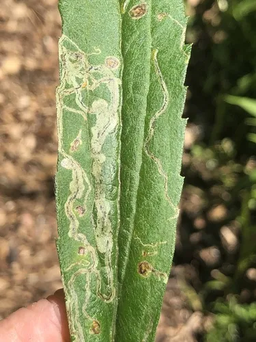 Liriomyza eupatorii - photo 2