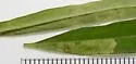 Liriomyza euphorbiella - Liriomyza euphorbiella