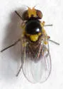 Liriomyza euphorbiella - photo 4
