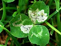 Liriomyza fricki