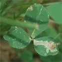Liriomyza fricki - photo 2