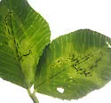 Liriomyza fricki - photo 5