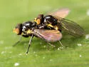 Liriomyza galiivora