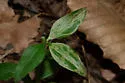 Liriomyza galiivora - photo 4