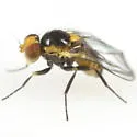 Liriomyza garryae