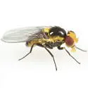 Liriomyza garryae - photo 2