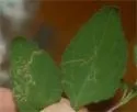 Liriomyza helianthi - photo 3