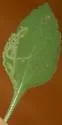 Liriomyza helianthi - photo 4