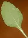 Liriomyza helianthi - photo 5