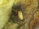 Liriomyza hypopolymnia - photo 2