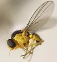 Liriomyza hypopolymnia - photo 3