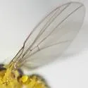 Liriomyza hypopolymnia - photo 4
