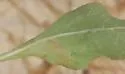 Liriomyza ivorcutleri