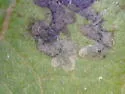 Liriomyza ivorcutleri - photo 2