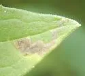 Liriomyza ivorcutleri - photo 3
