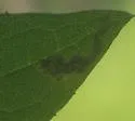 Liriomyza ivorcutleri - photo 4