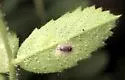 Liriomyza langei - photo 2