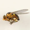 Liriomyza limopsis - photo 2