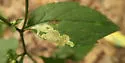 Liriomyza limopsis - photo 3