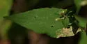 Liriomyza limopsis - photo 5