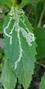 Liriomyza lobeliae - photo 3