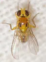Liriomyza marginalis