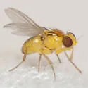Liriomyza marginalis - photo 2