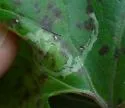 Liriomyza mikaniovora