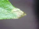 Liriomyza mikaniovora - photo 3