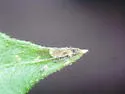 Liriomyza mikaniovora - photo 4