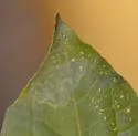 Liriomyza mikaniovora - photo 5