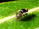 Liriomyza nigriscutellata
