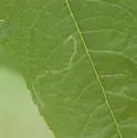 Liriomyza nyx - Liriomyza nyx