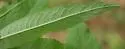 Liriomyza nyx - photo 3