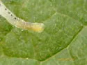 Liriomyza nyx - photo 4