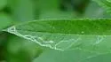Liriomyza nyx - photo 5