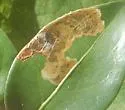 Liriomyza on-chiococca-alba - photo 2