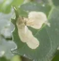 Liriomyza on-chiococca-alba - photo 5