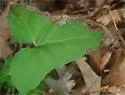 Liriomyza orilliensis