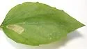Liriomyza orilliensis - photo 2