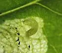 Liriomyza orilliensis - photo 3