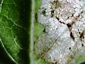 Liriomyza orilliensis - photo 4